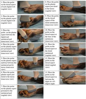 The development of a systematic ultrasound protocol facilitates the visualization of <mark class="highlighted">foreign bodies</mark> within the canine distal limb